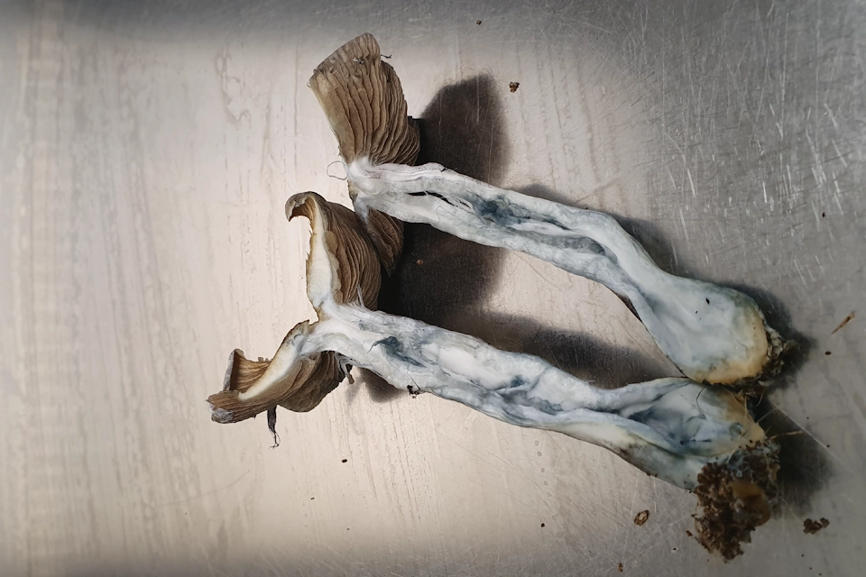 How Enzymes Break Down Psilocybin in Magic Mushrooms. Dried Psilocybe mushrooms with enzymatic degradation signs (blueing effect).
