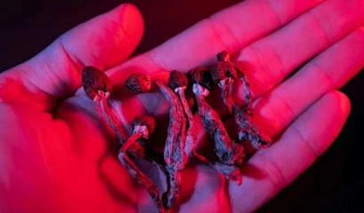 Psilocybe semialanceata liegen in einer Hand Psilocybe semialanceata liegen in einer Hand