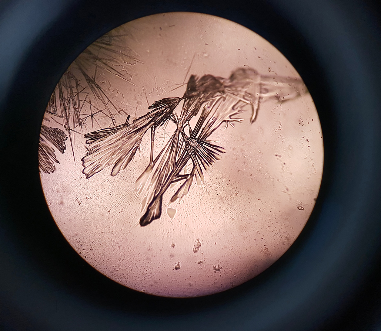 Psilocybin crystals under the microscope in 400x magnification