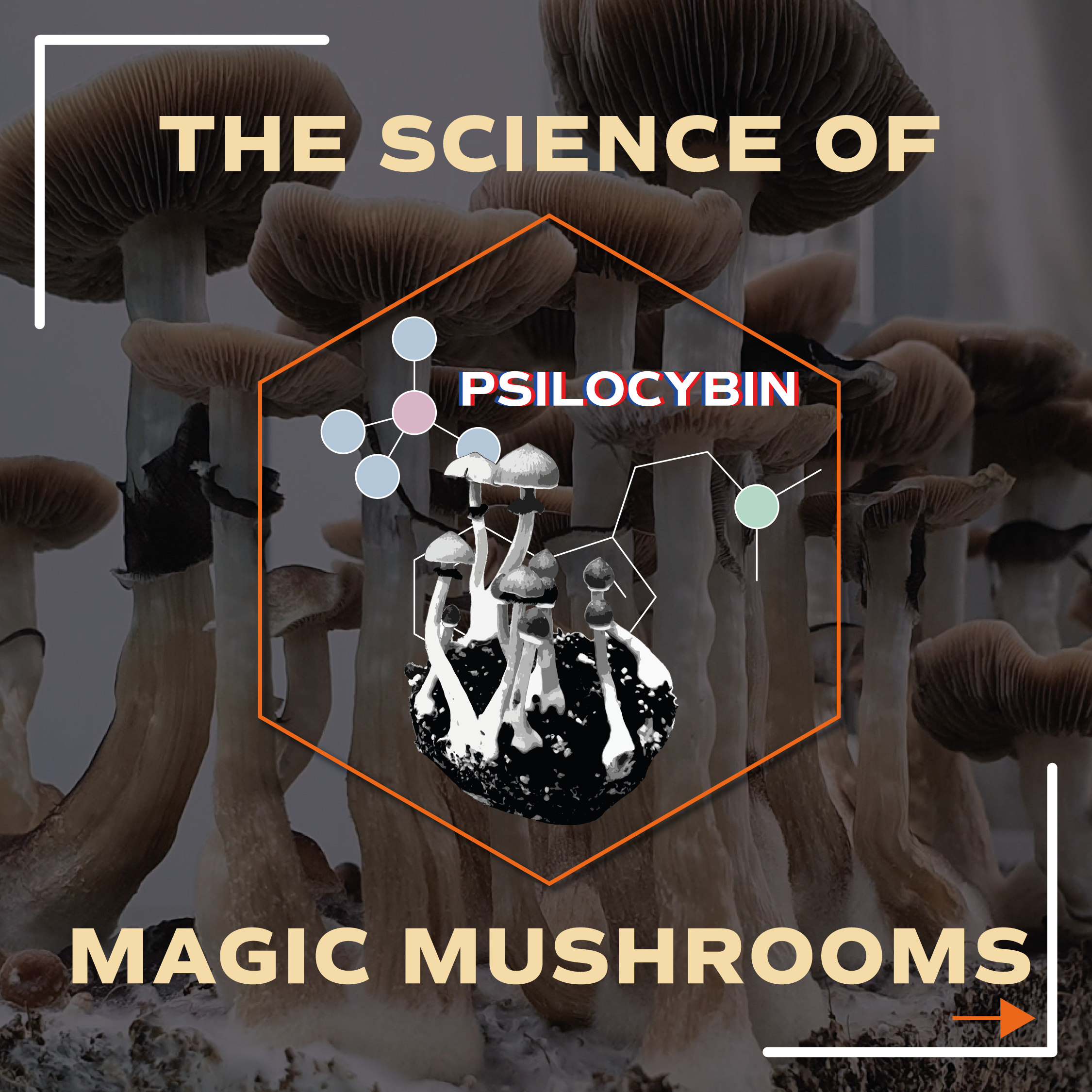 The Science of Magic Mushrooms