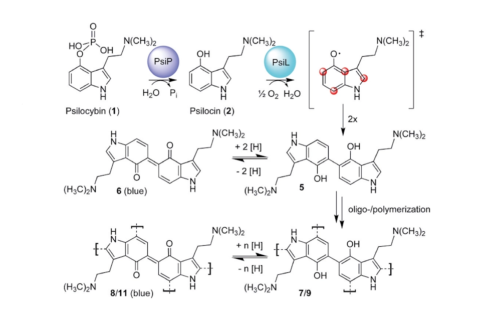 The Chemistry Behind Magic Mushrooms’ Blueing Effect. Chemical pathway of psilocybin oxidation leading to the blueing reaction in Psilocybe mushrooms.