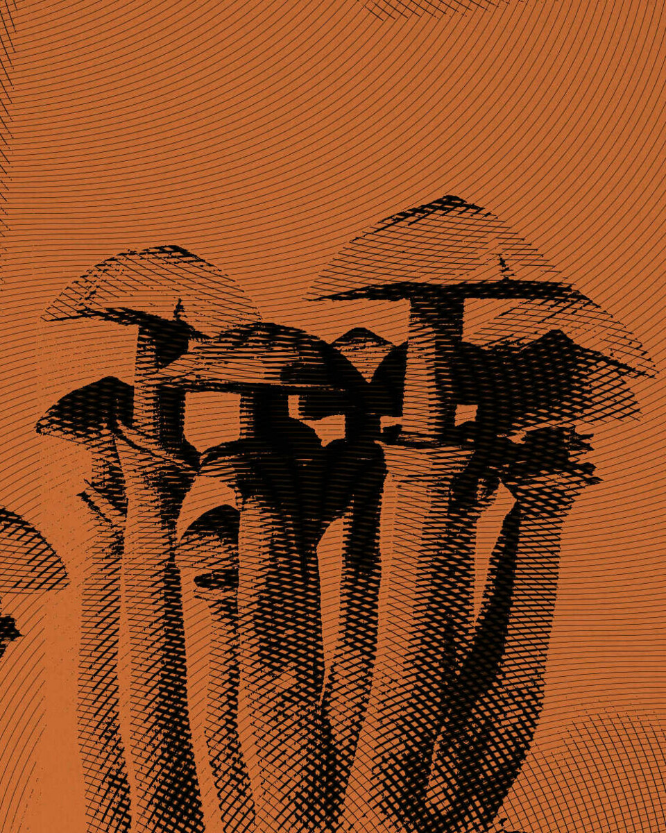 Halluzinogene Pilze der Gattung Psilocybe Cubensis mit retro Filter