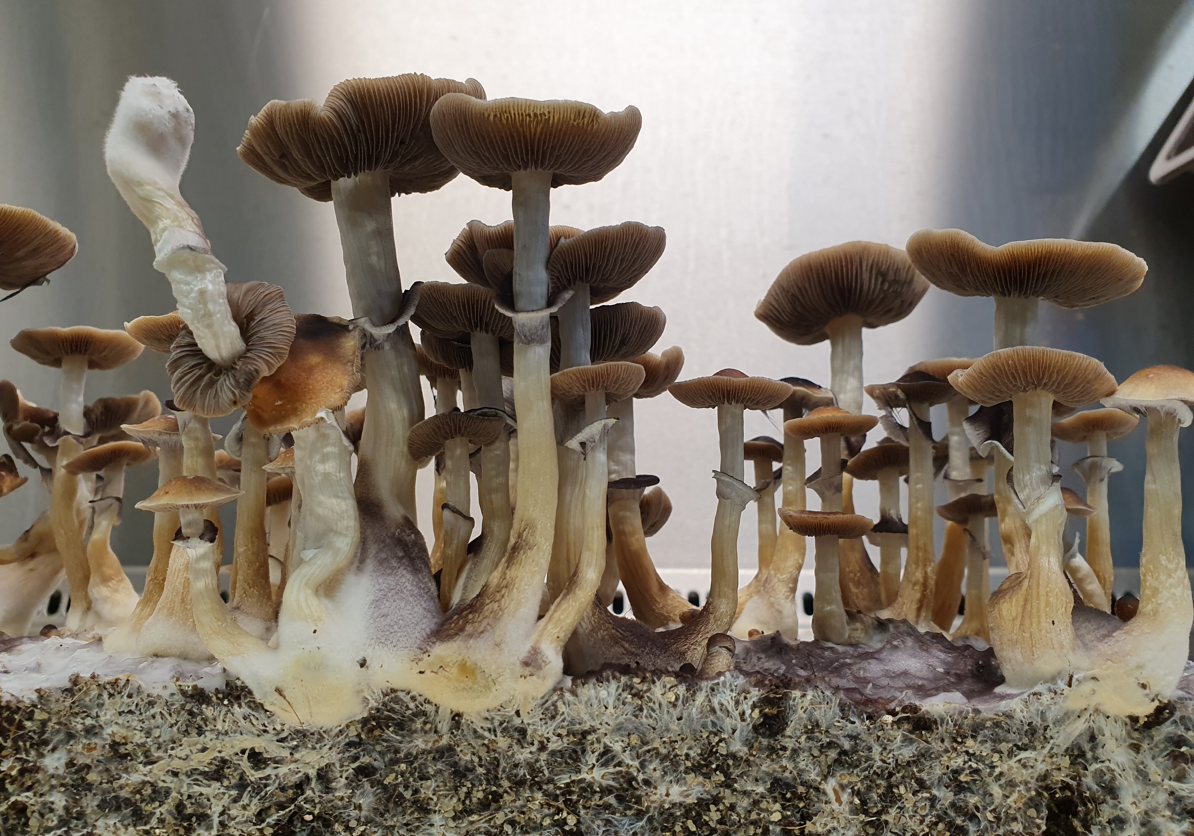 A little mushroom story 
