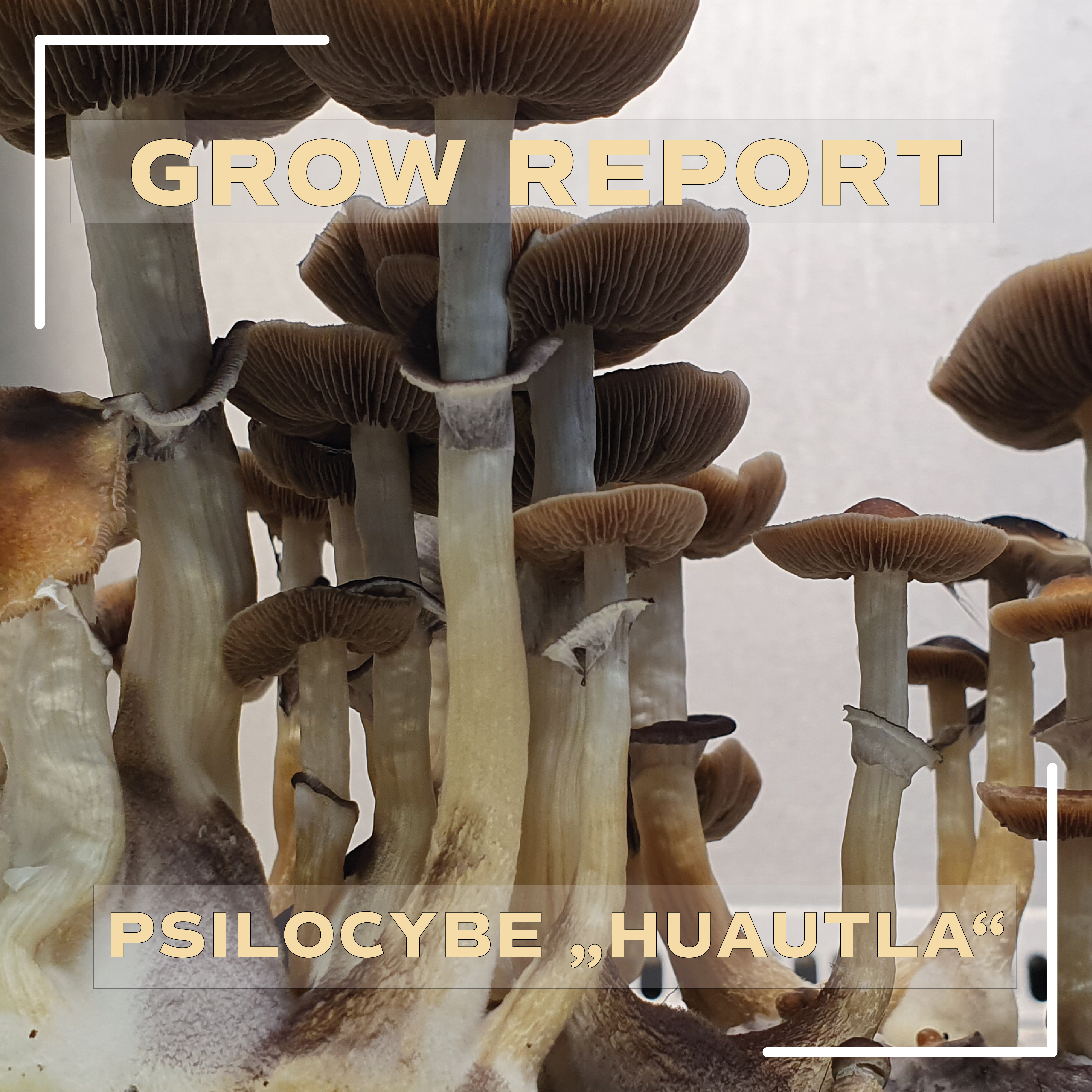 A little mushroom story 