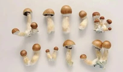 Psilocybe Cubensis Pilze Psilocybe Cubensis Pilze liegen auf einem Tisch nebeienander angereiht