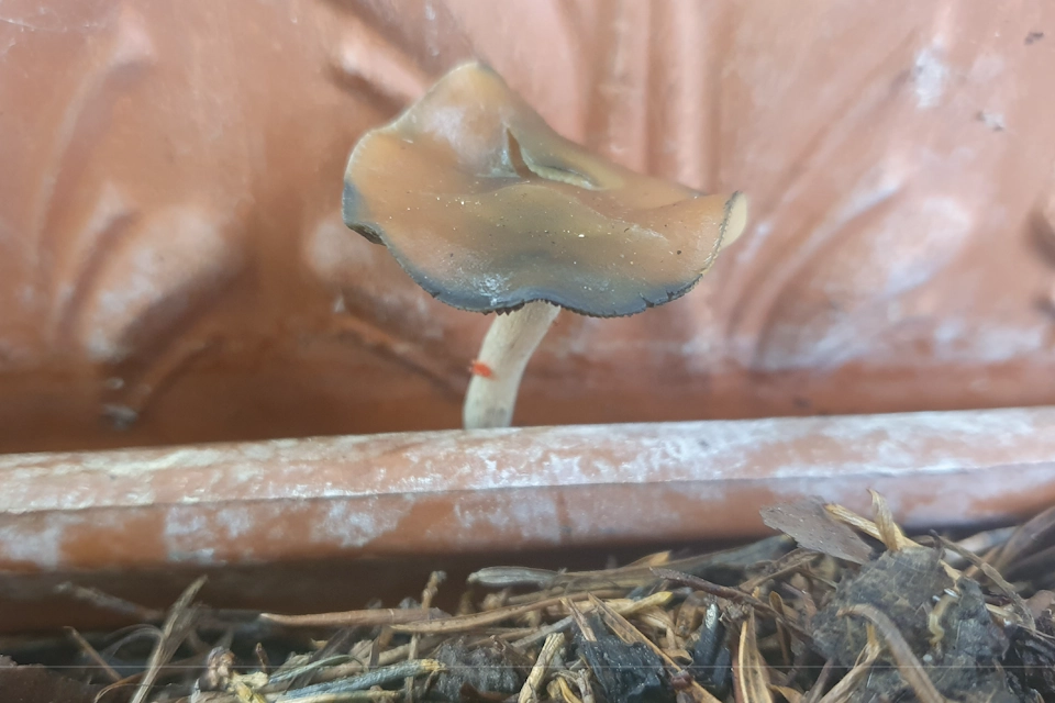 Oxidation and Psilocybin Breakdown in Magic Mushrooms. Decaying Psilocybe mushroom affected by oxidation and environmental exposure.